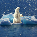 Polar-Eisbär